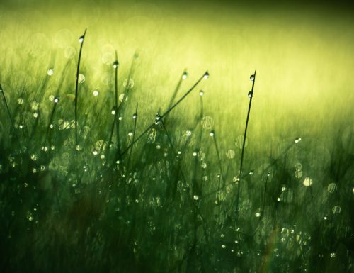 The May Morning Dew
