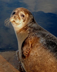 foca-saluta